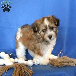 Havapoo Puppies For Sale | Greenfield Puppies