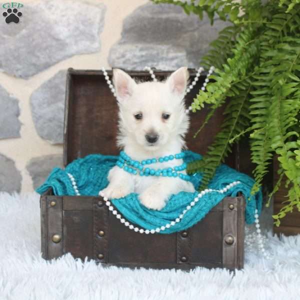 Vivian, West Highland Terrier Puppy