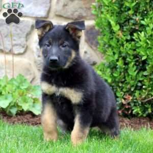 German Shepherd Puppies For Sale - Greenfield Puppies