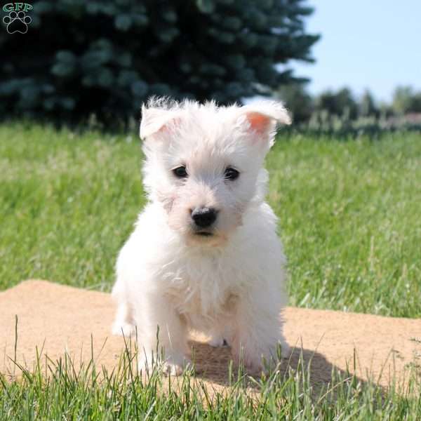 Wesley, Scottish Terrier Puppy