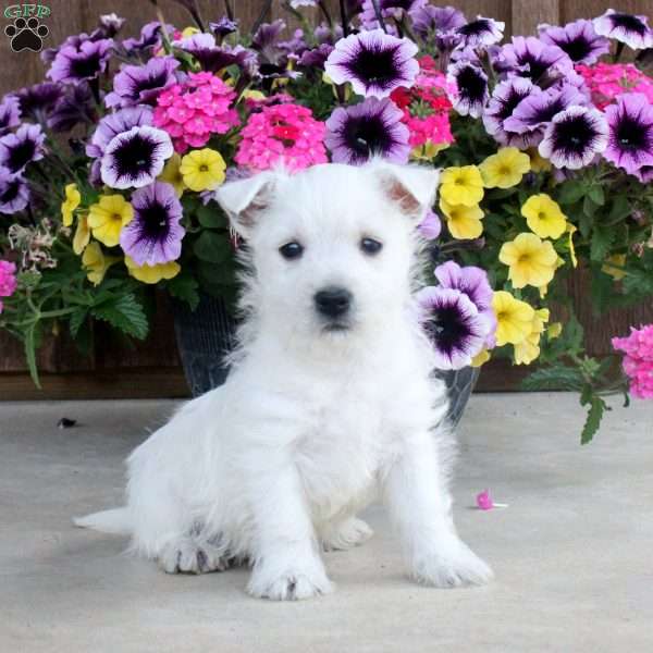 Zane, West Highland Terrier Puppy