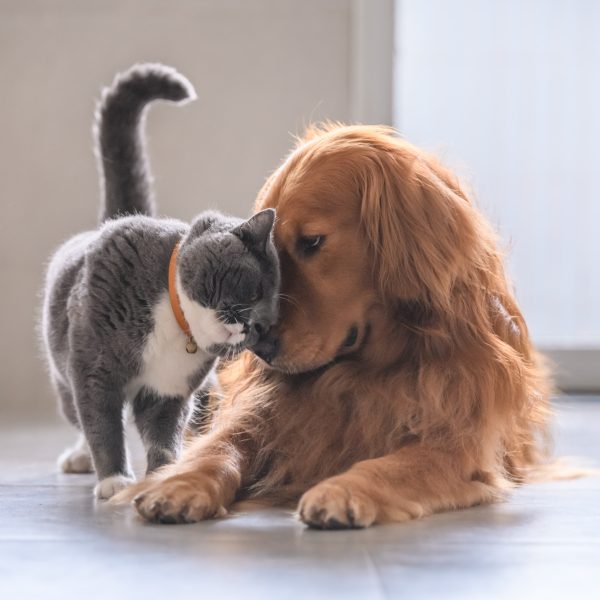 cat and golden retriever cuddling