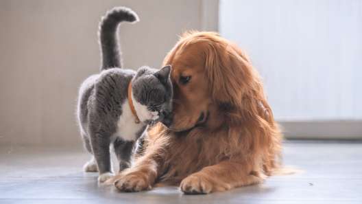 8 Best Dog Breeds for Cats