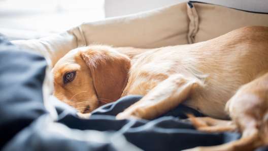 What to Know About Constipation in Dogs