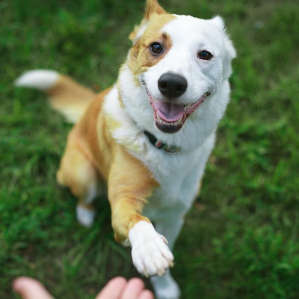 happy dog giving paw for a shake