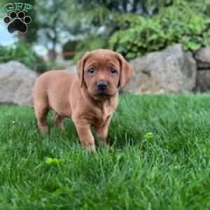 Samuel King - Dog Breeder - Greenfield Puppies