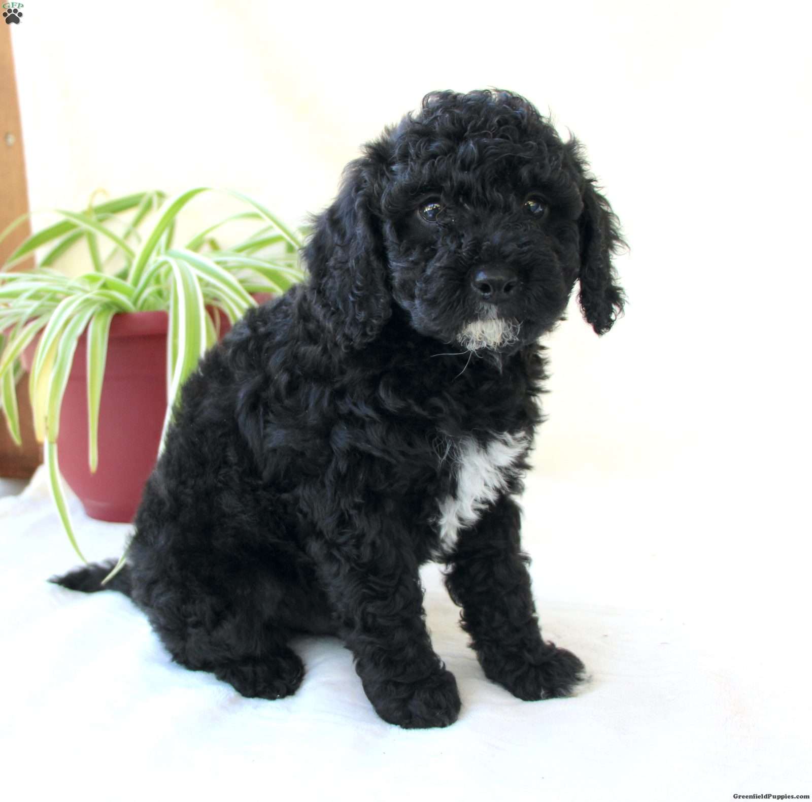 Jett F1b Mini Goldendoodle Puppy For Sale in Pennsylvania
