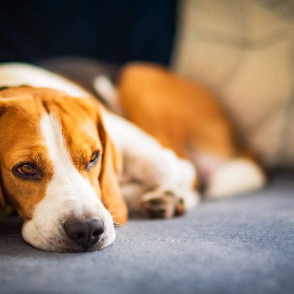 lethargic beagle dog lying on a couch