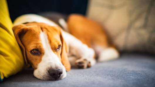 What to Know About Lethargy in Dogs