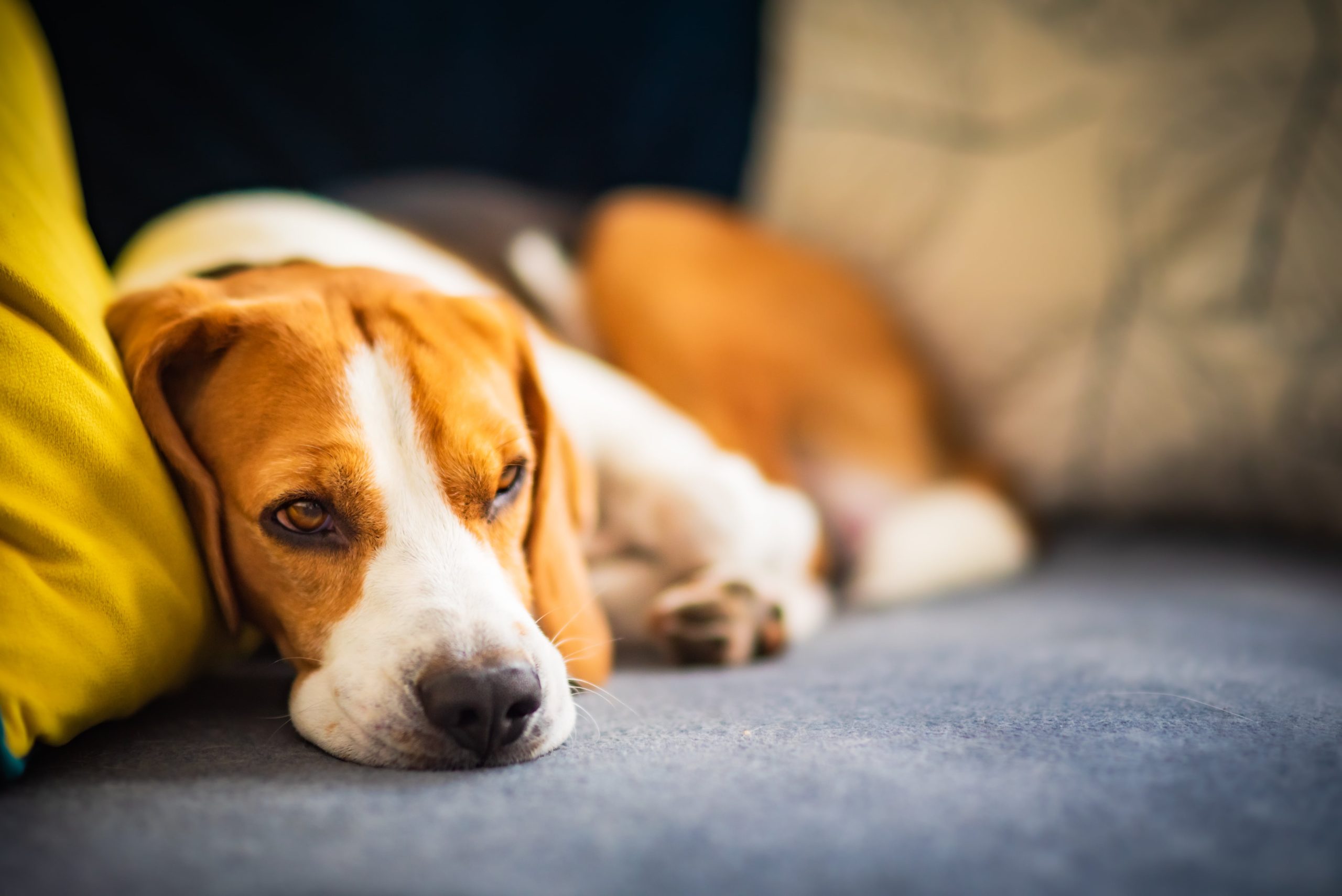 What To Know About Lethargy In Dogs
