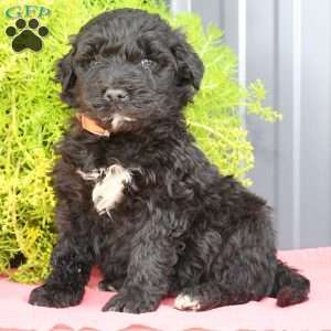 Portuguese Water Dog Puppies for Sale | Greenfield Puppies