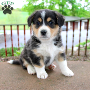 Welsh Corgi Mix Puppies For Sale | Greenfield Puppies