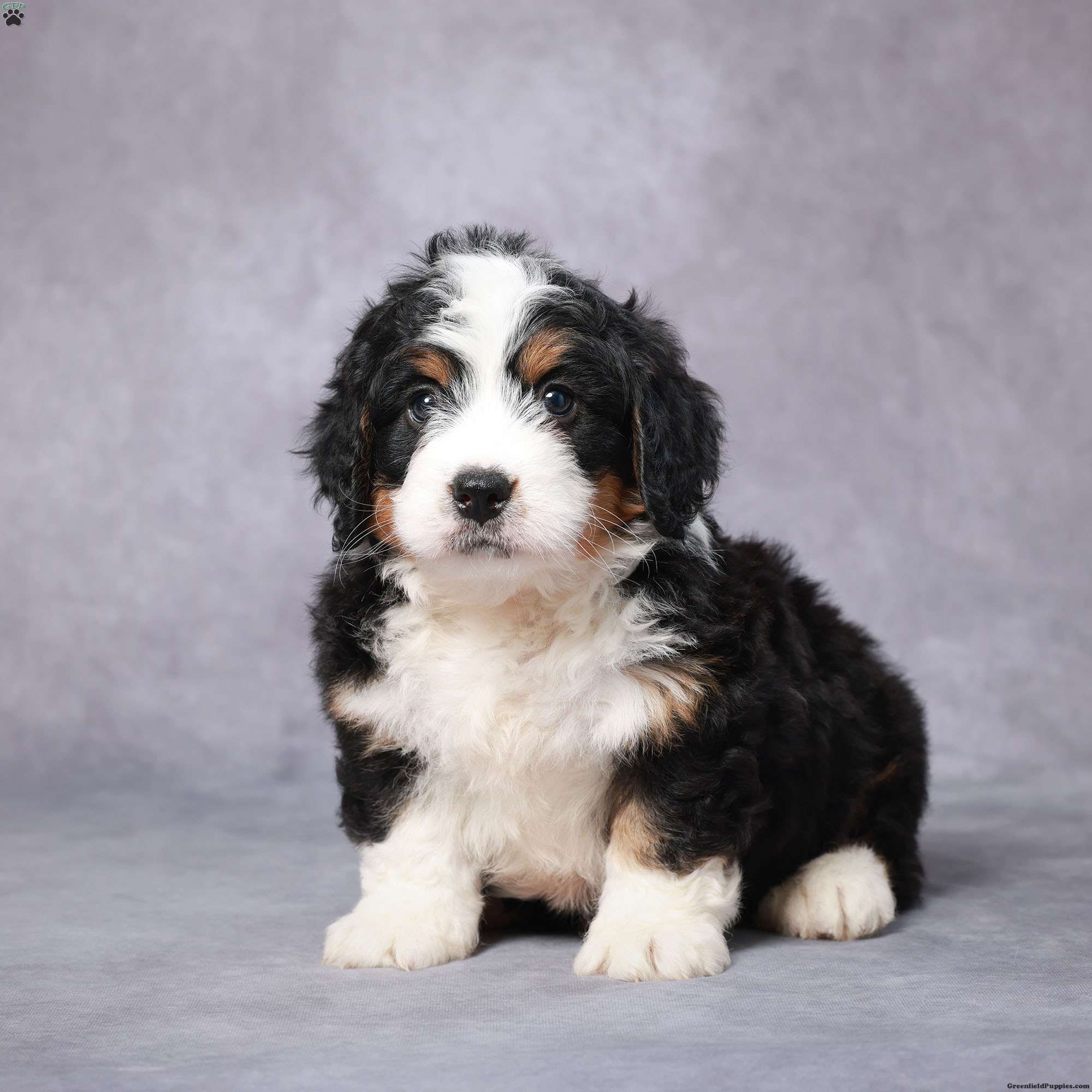 Gavin - Mini Bernedoodle Puppy For Sale in Ohio