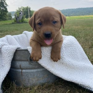 Lori Weaver,  Breeder