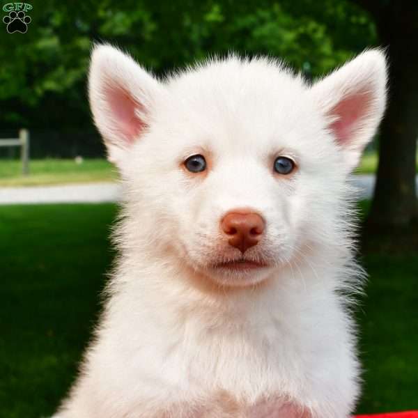 Tommy, Pomsky Puppy