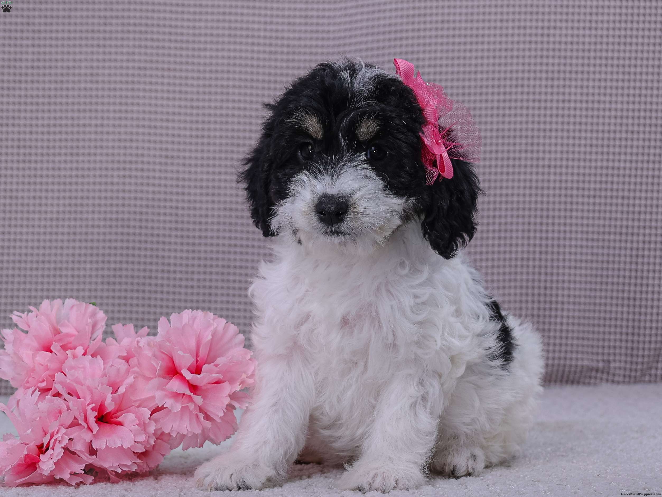 Hope - Springerdoodle Puppy For Sale in Ohio