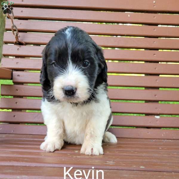 Kevin, Saint Berdoodle Puppy
