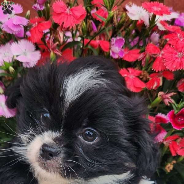 Nico, Chihuahua Mix Puppy