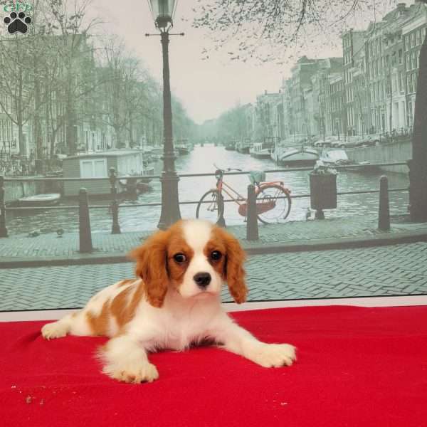 Baxter, Cavalier King Charles Spaniel Puppy
