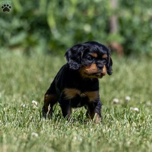 Skylar, Cavalier King Charles Spaniel Puppy