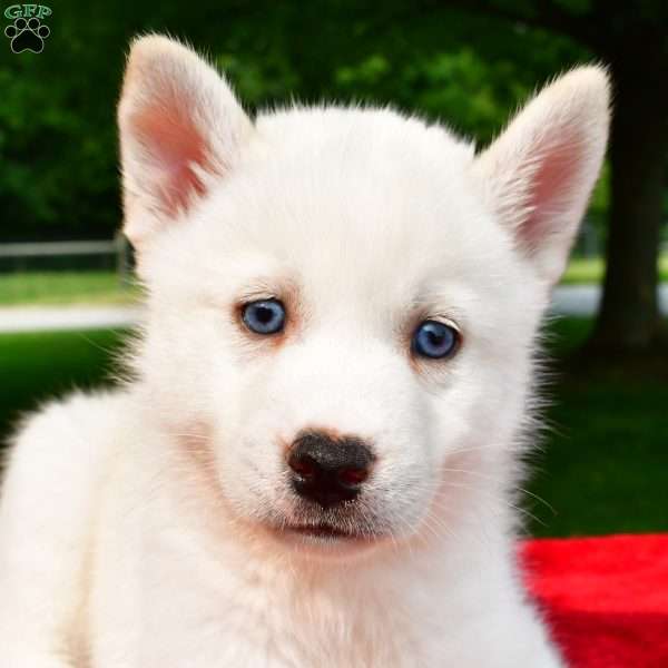 Tiger, Pomsky Puppy