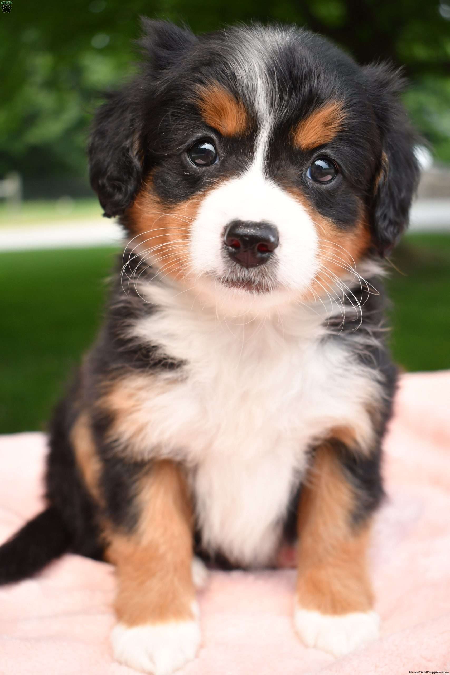 Abby Australian Mountain Doodle Puppy For Sale in Ohio
