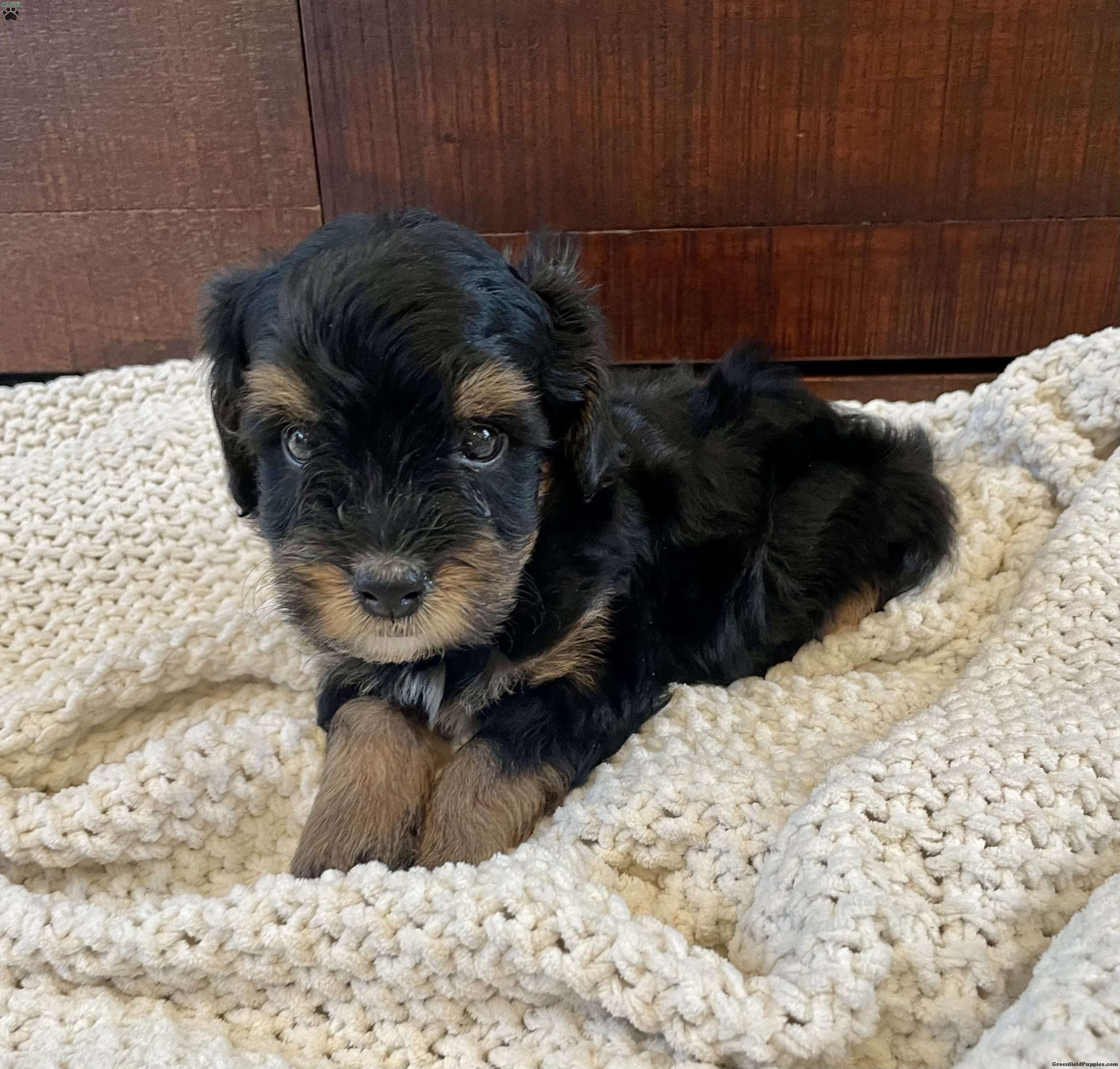 Tucker F2b - Mini Bernedoodle Puppy For Sale in Pennsylvania