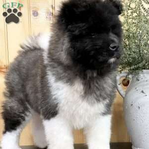 Akita Puppies for Sale - Greenfield Puppies