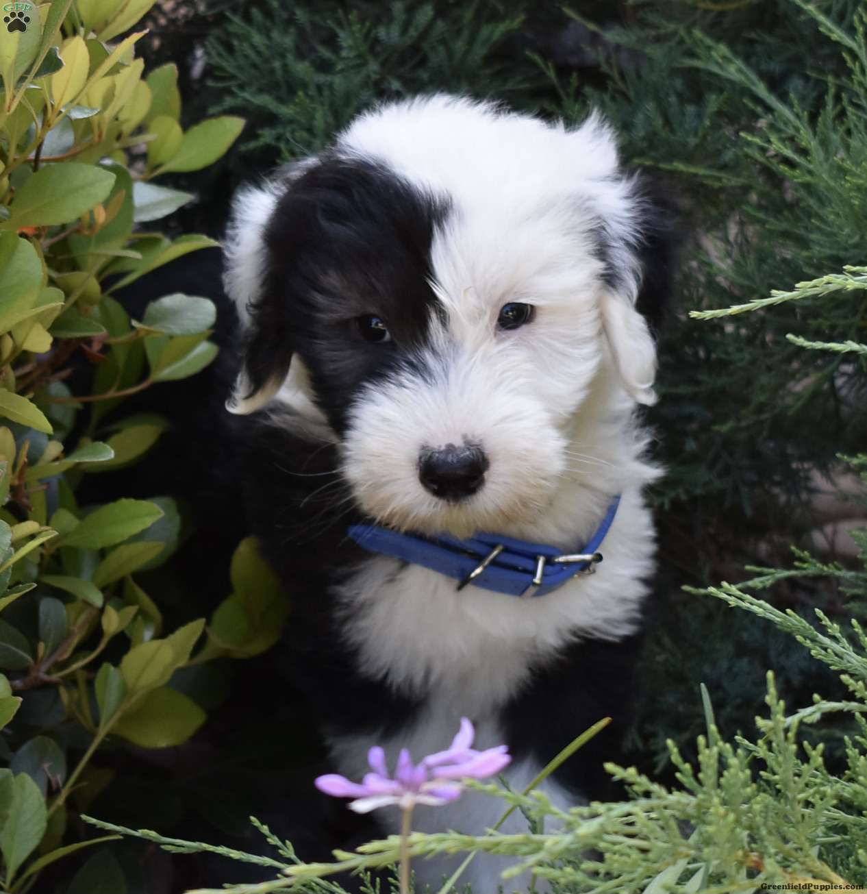 Viejo Pastor Ingles Cachorro :D  Old english sheepdog, Dog boarding near  me, Old english sheepdog puppy