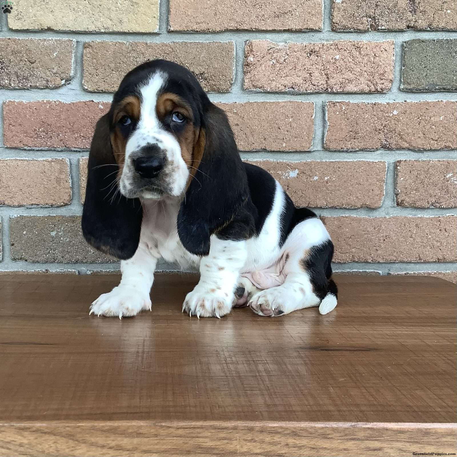 Do Basset Hounds Get Top Great Along