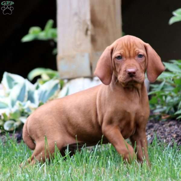 Ace, Vizsla Puppy