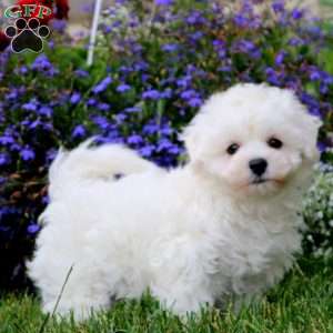 Bichon Frise Puppies For Sale - Greenfield Puppies