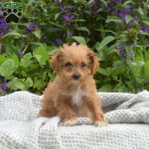 Miniature Poodle Mix Puppies For Sale | Greenfield Puppies