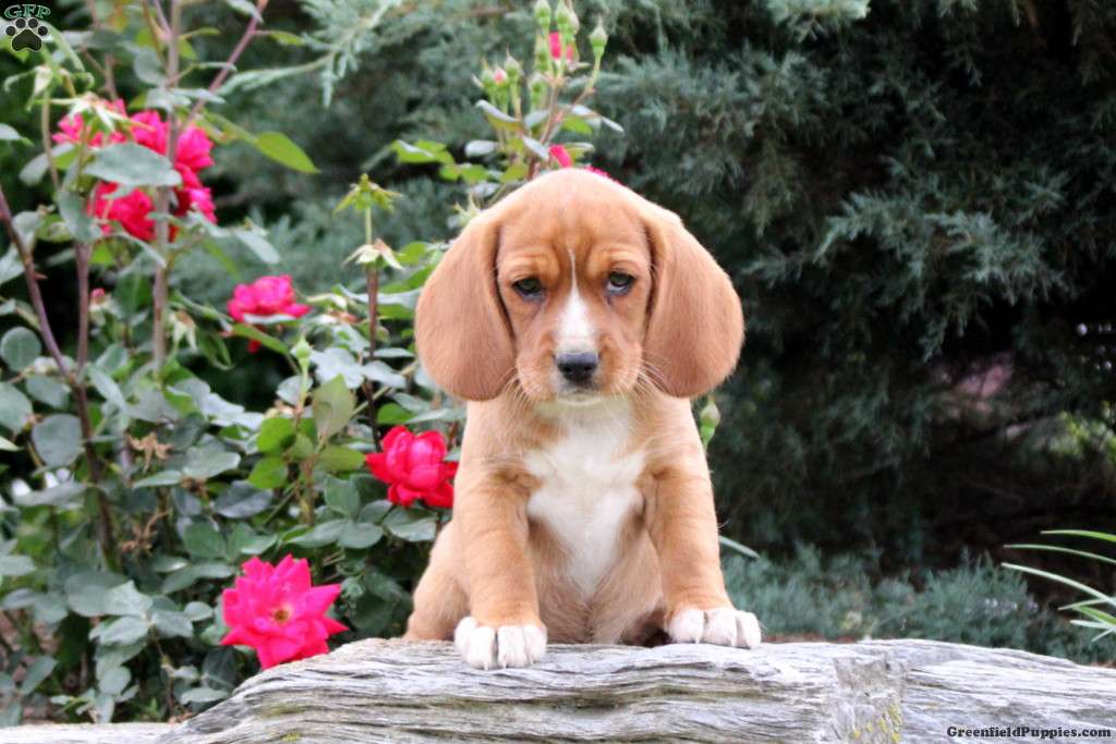 Amber - Beaglier Puppy For Sale in Pennsylvania