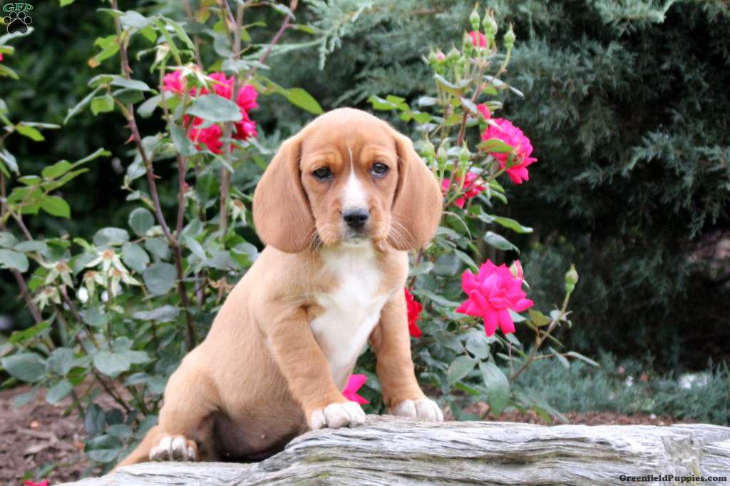 Amber Beaglier Puppy For Sale in Pennsylvania
