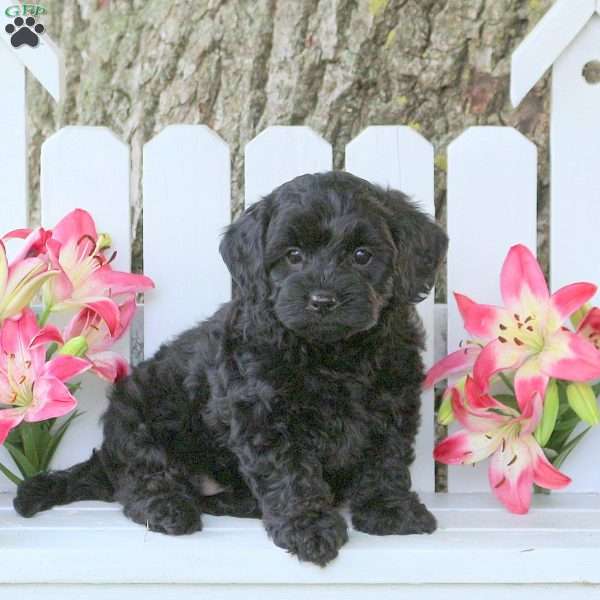 Anchor, Toy Poodle Mix Puppy