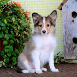 Sheltie Puppies For Sale | Greenfield Puppies