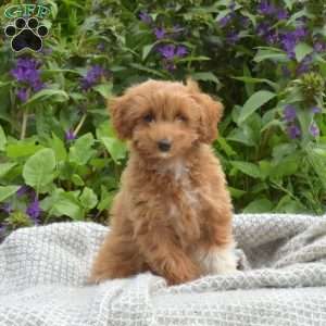 Miniature Poodle Mix Puppies For Sale | Greenfield Puppies