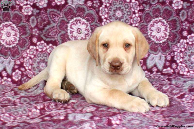 yellow lab puppies with pink noses