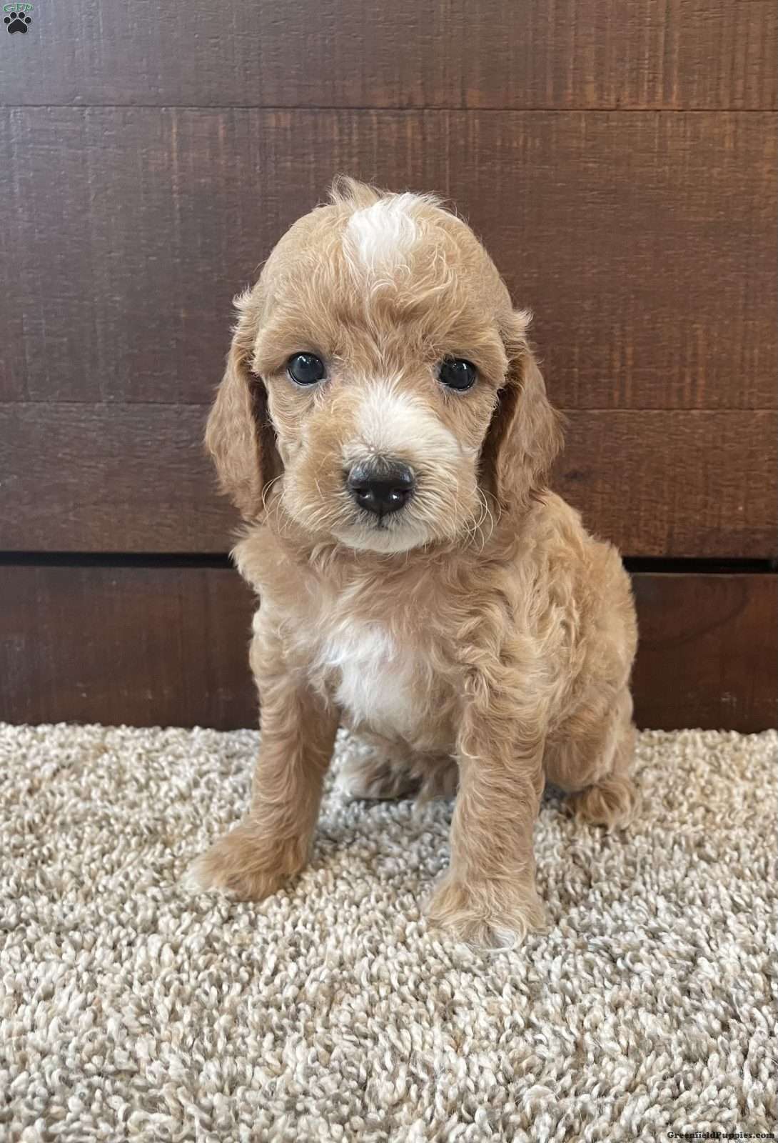 Mini Cockapoo Puppies