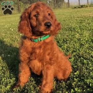 Irish Doodle Puppies For Sale | Greenfield Puppies