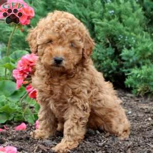 Toy Poodle Puppies For Sale | Greenfield Puppies