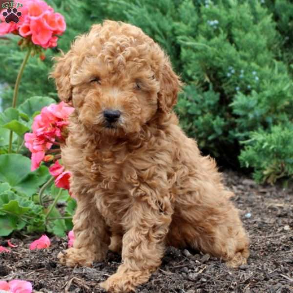 Bailey, Toy Poodle Puppy
