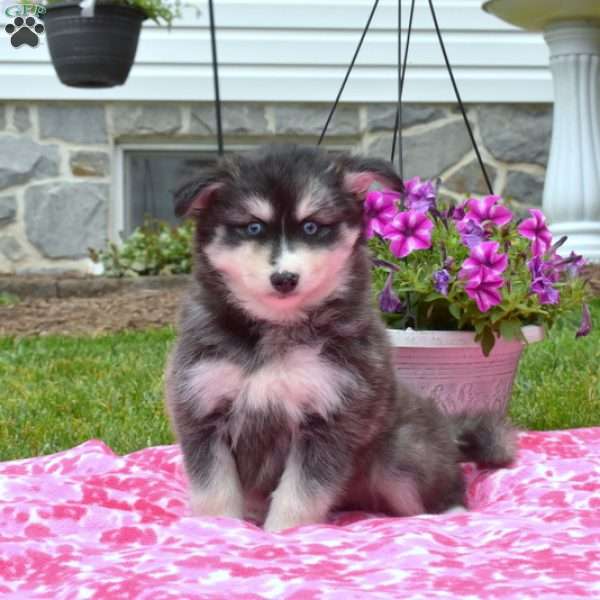 Bandit, Pomsky Puppy