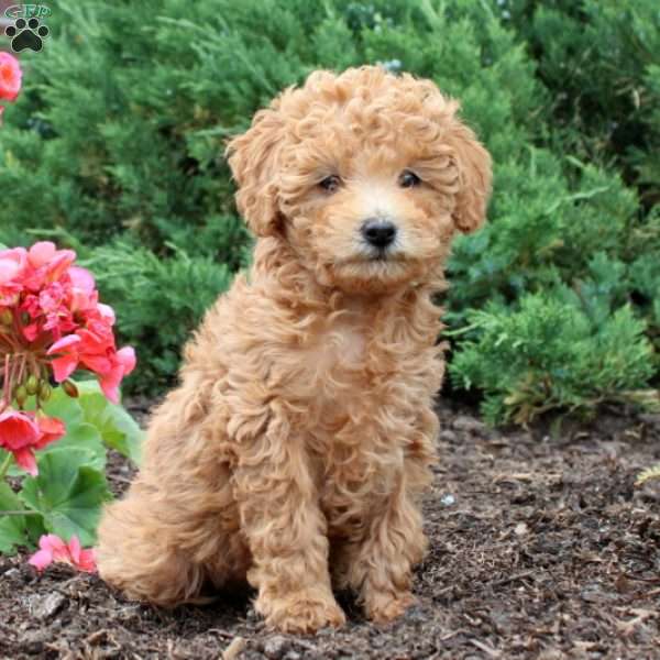 Basil, Toy Poodle Puppy