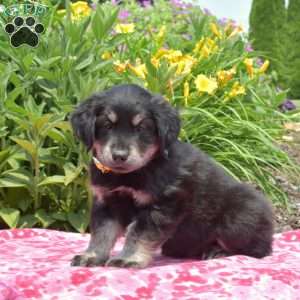 Goberian Puppies for Sale | Greenfield Puppies