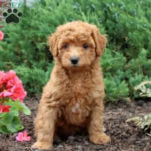 Toy Poodle Puppies For Sale 