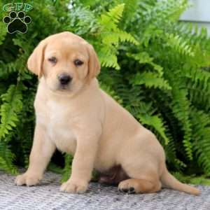 Yellow Labrador Retriever Puppies For Sale | Greenfield Puppies