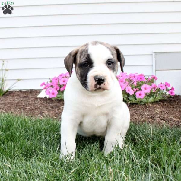 Brody, American Bulldog Puppy