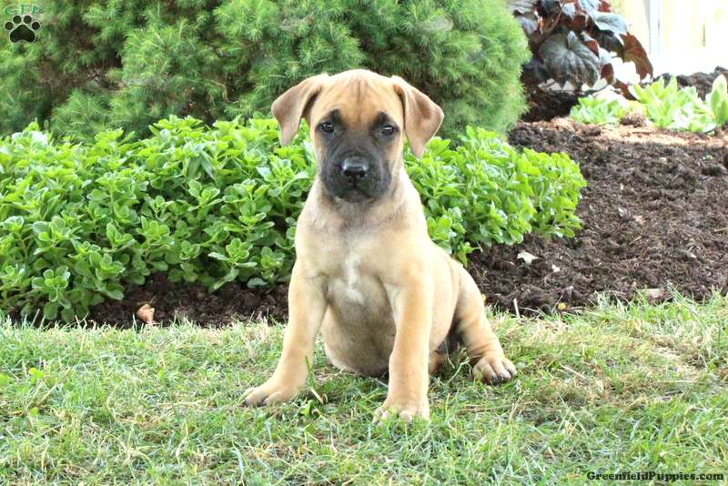 Brooke - African Boerboel Puppy For Sale in Pennsylvania